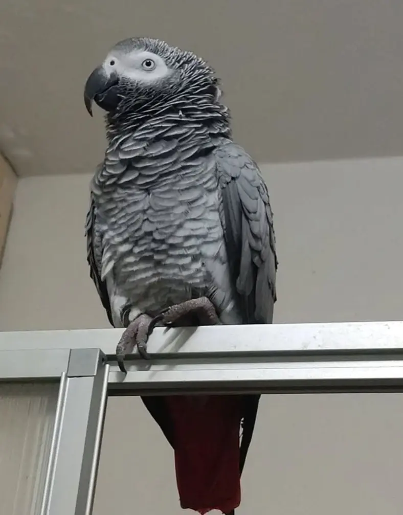 animale lost   24121-24129 Bergame Dora