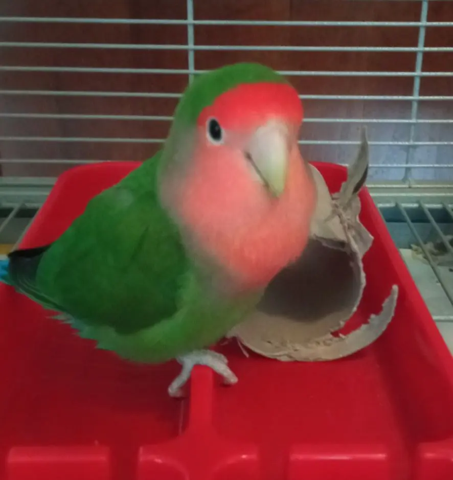 animale lost   25121-25136 Brescia Tyson