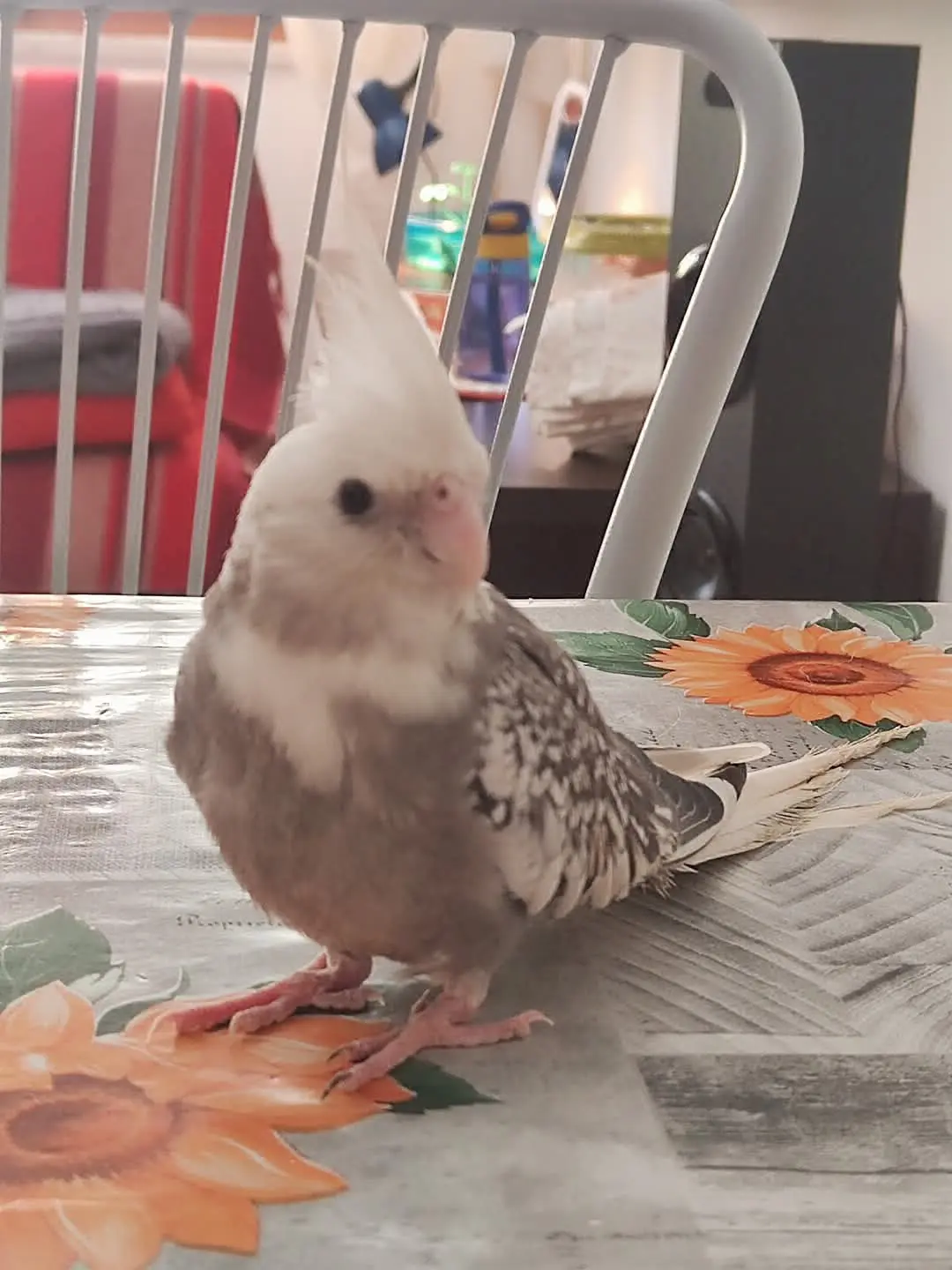 animale lost   09042 Paùli/Monserrato Pimpi