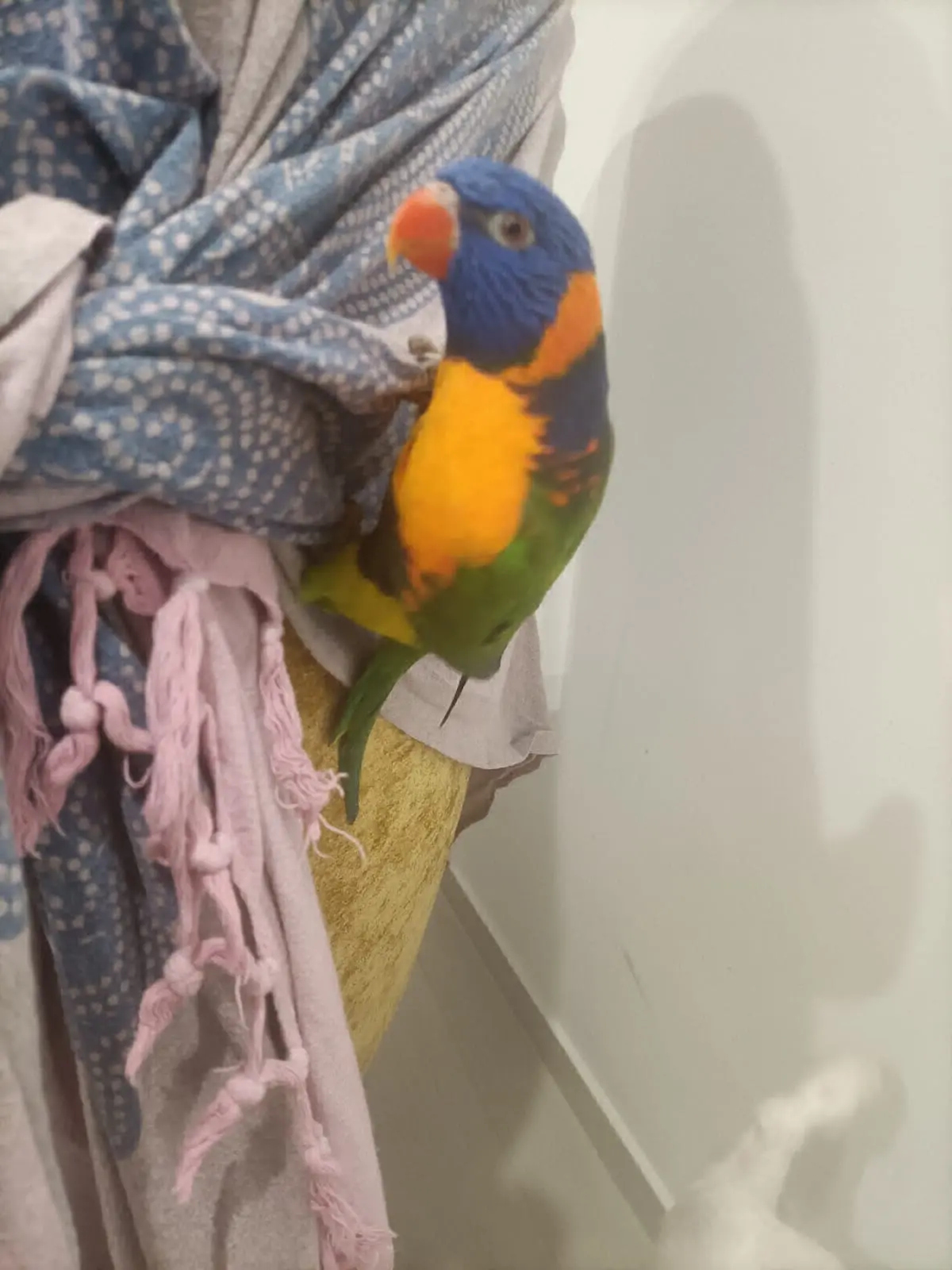 animale lost   95030 Gravina di Catania Cotoletta