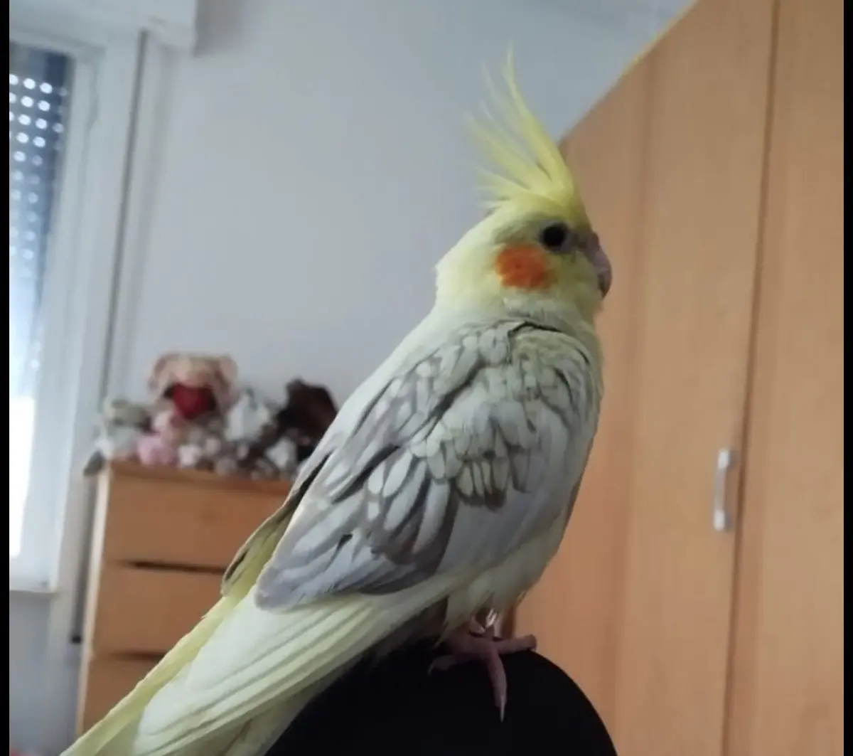 animale lost    Gênes Kiki