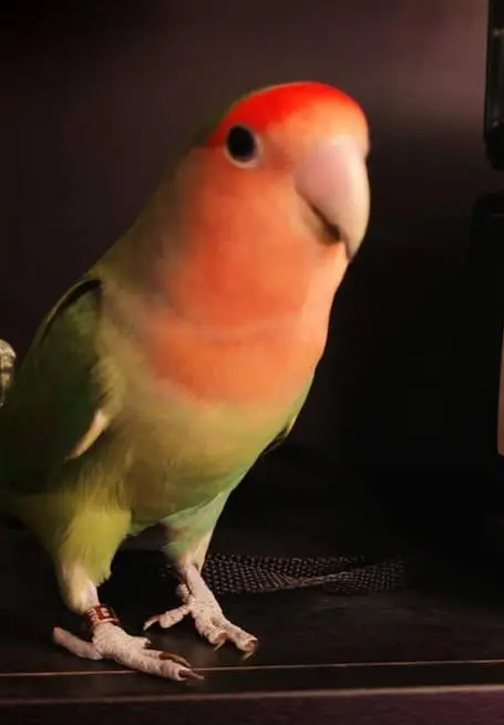 animale lost   20832 Desio Nina