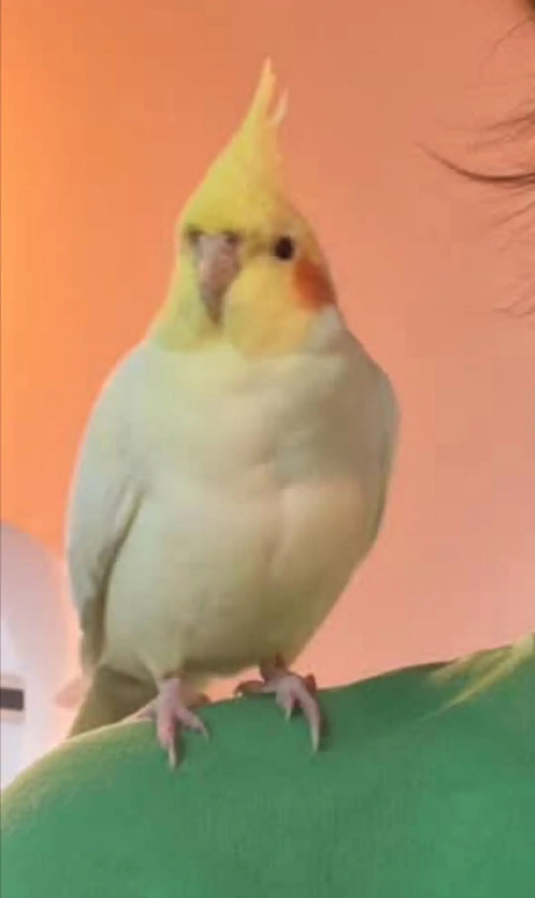 animale lost   20066 Melzo Pisti