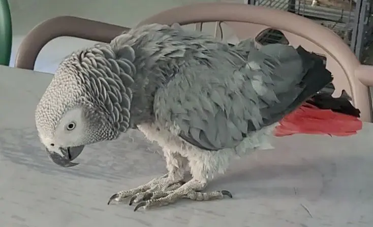 animale lost    Scisciano Jolly