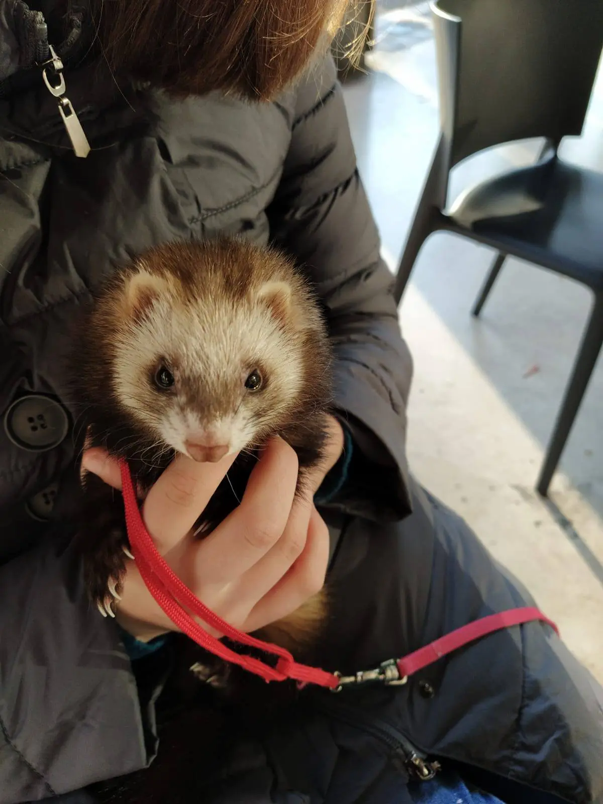 animale lost   35121-35143 Padoue Lottie