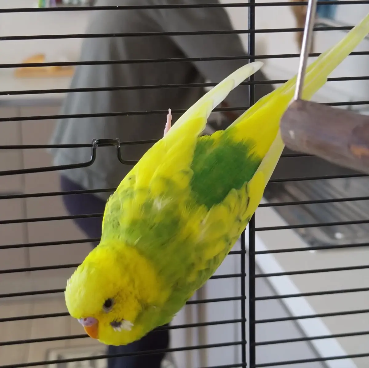 animale lost    Pesaro Anita