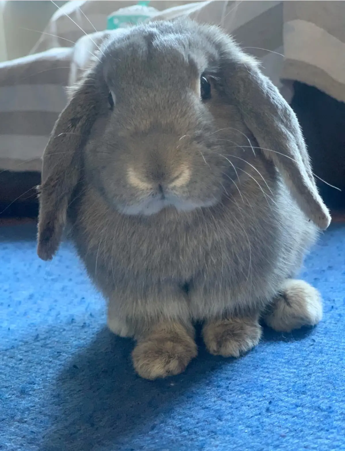 animale lost   19015 Levanto Kitty