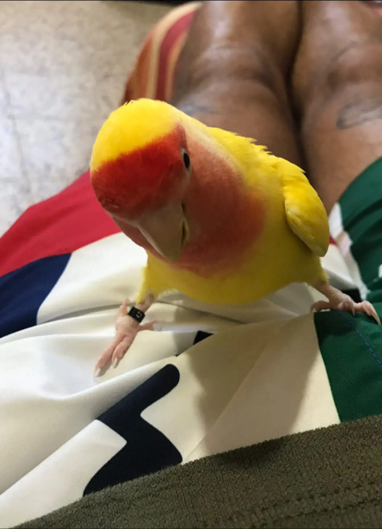 animale lost   17100 Savone Cocca