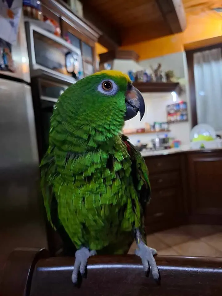 animale lost   10038 Verolengo Ariel