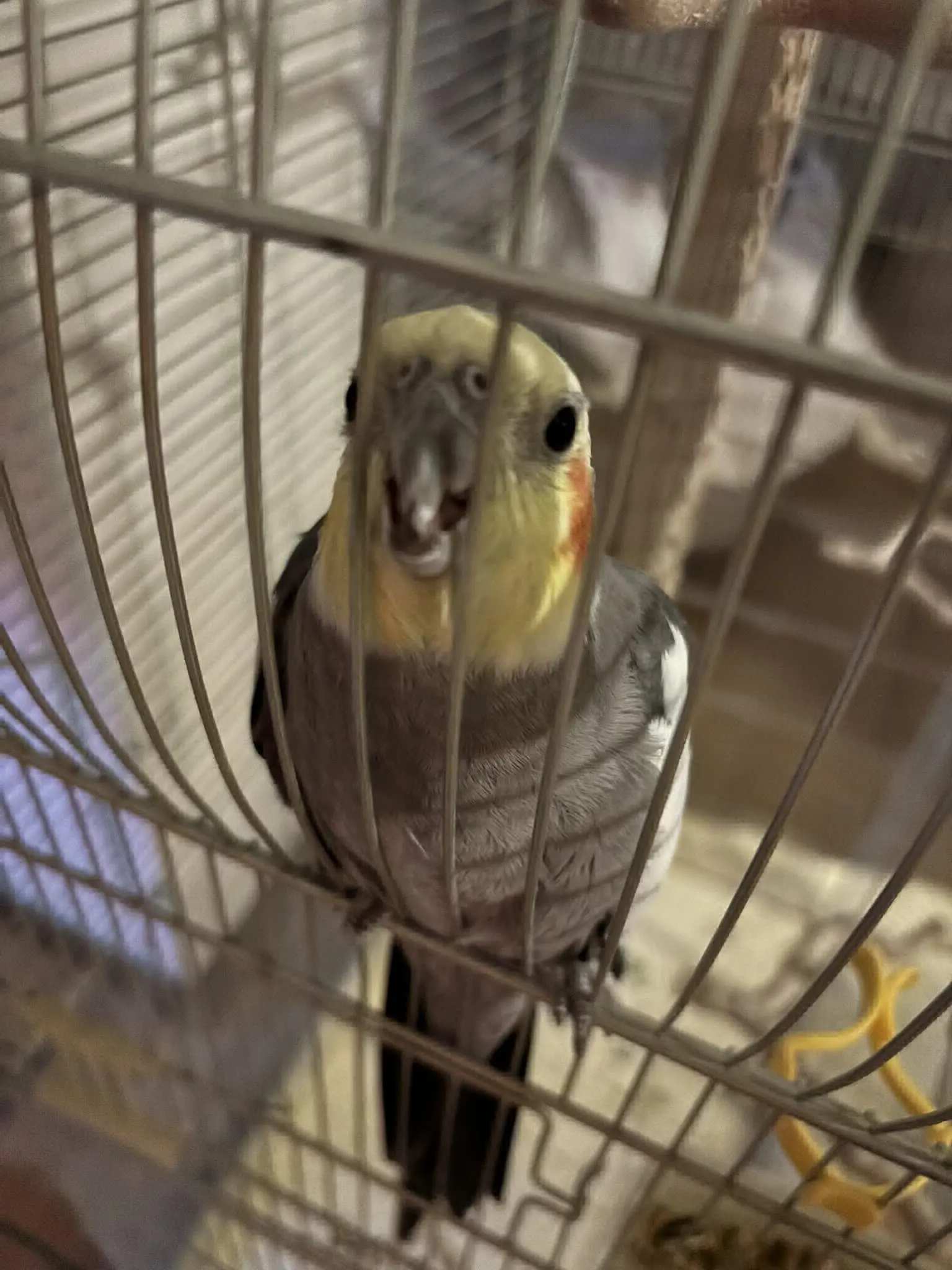 animale lost   33010 Tavagnacco Matisse