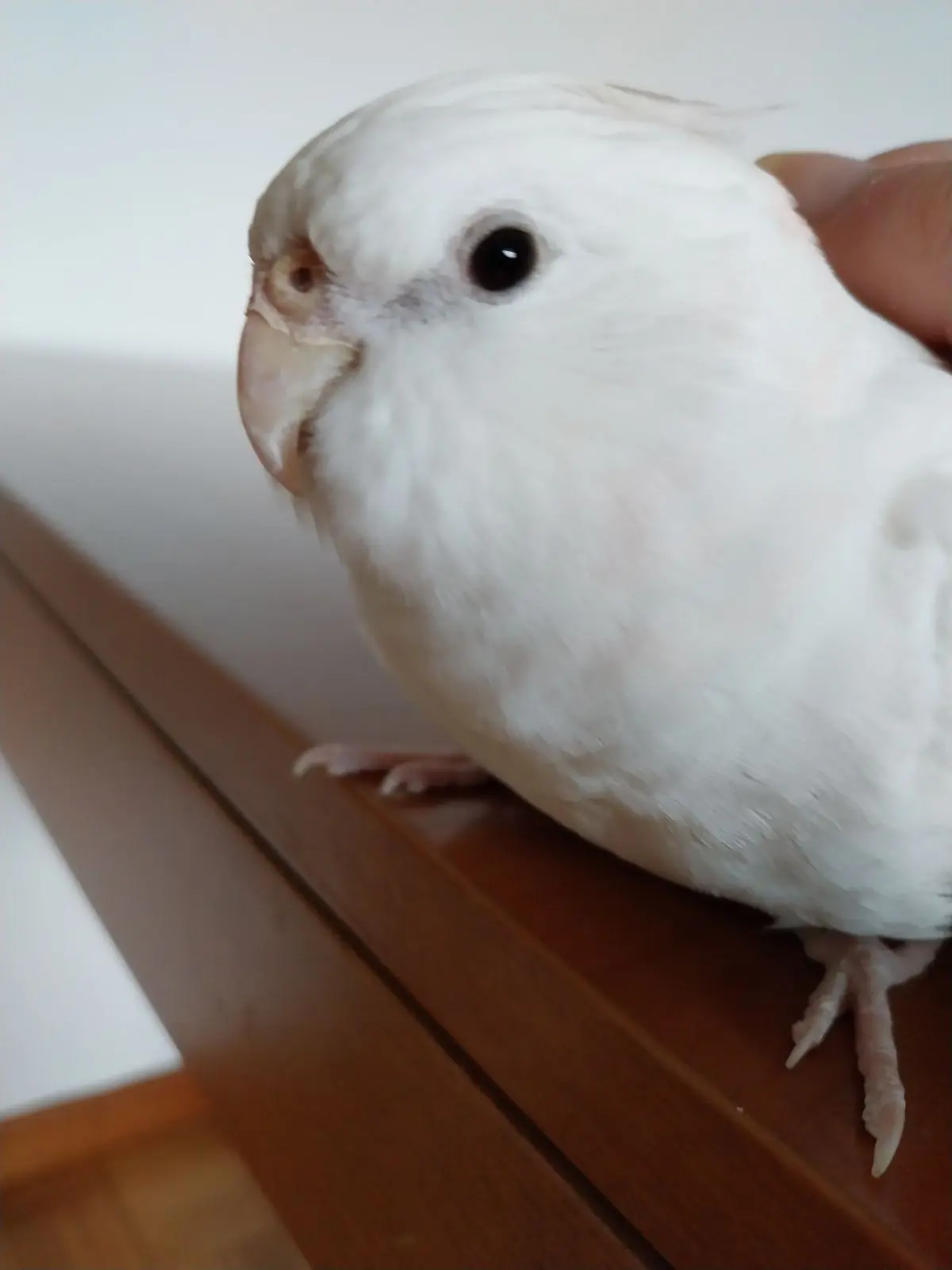 animale lost    Varèse Alaska, calopsite albina