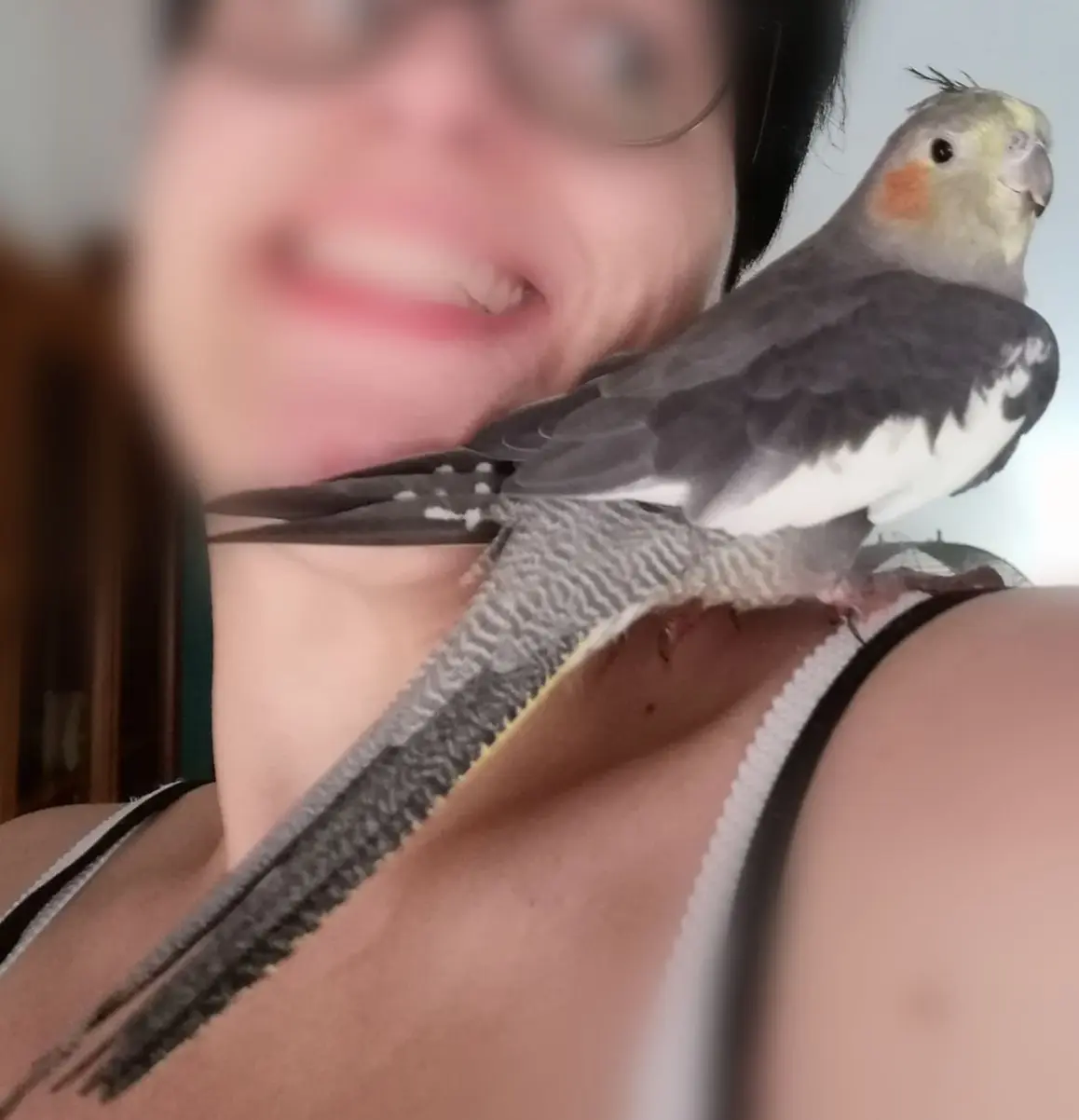 animale lost   36100 Vicence Lalla