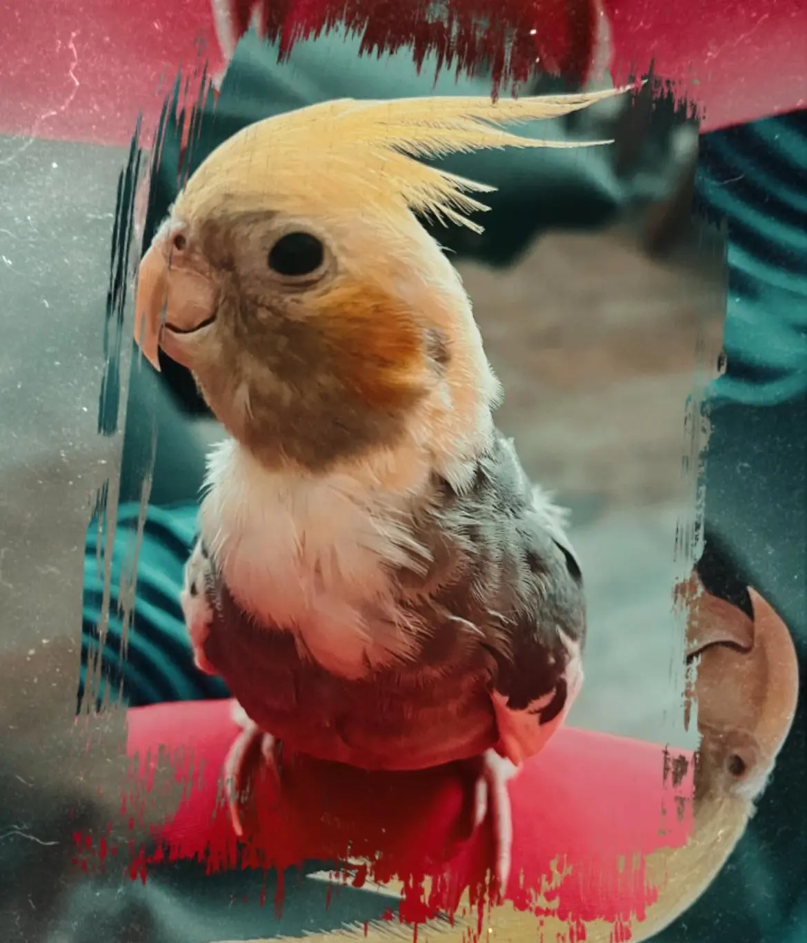 animale lost   11015 La Salle Charlie