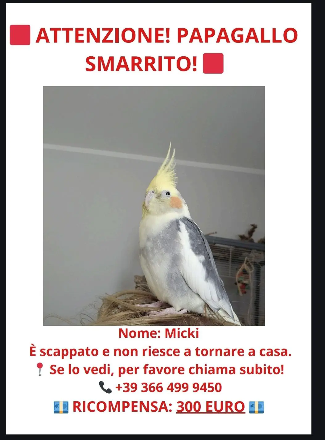animale lost   92015 Raffadali Micky