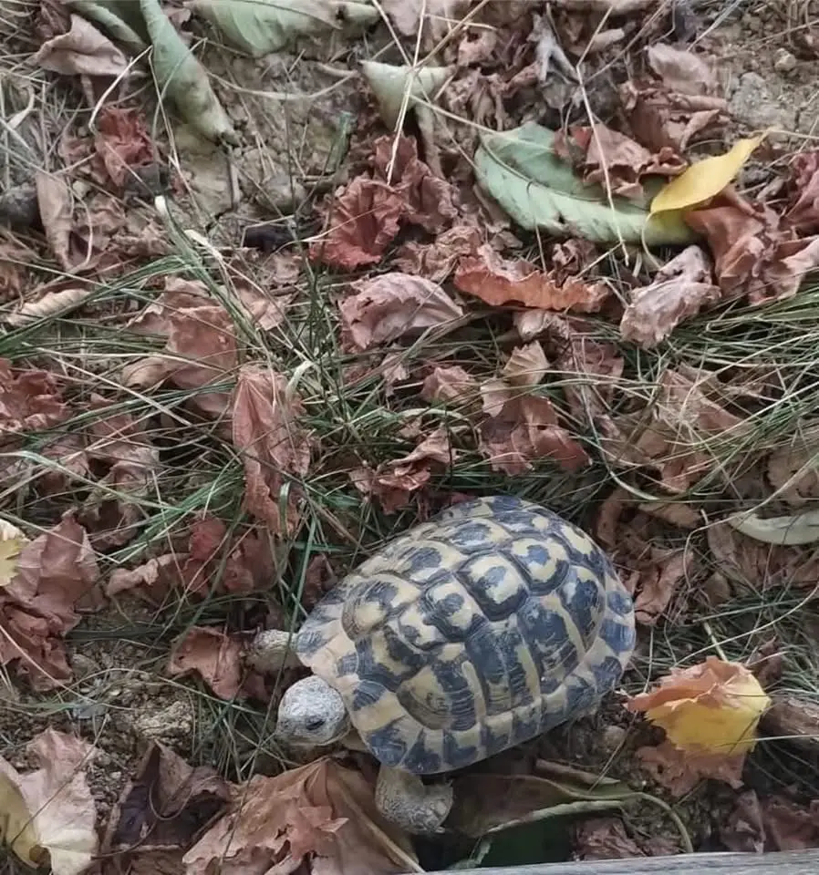 animale lost   60027 Osime Mario