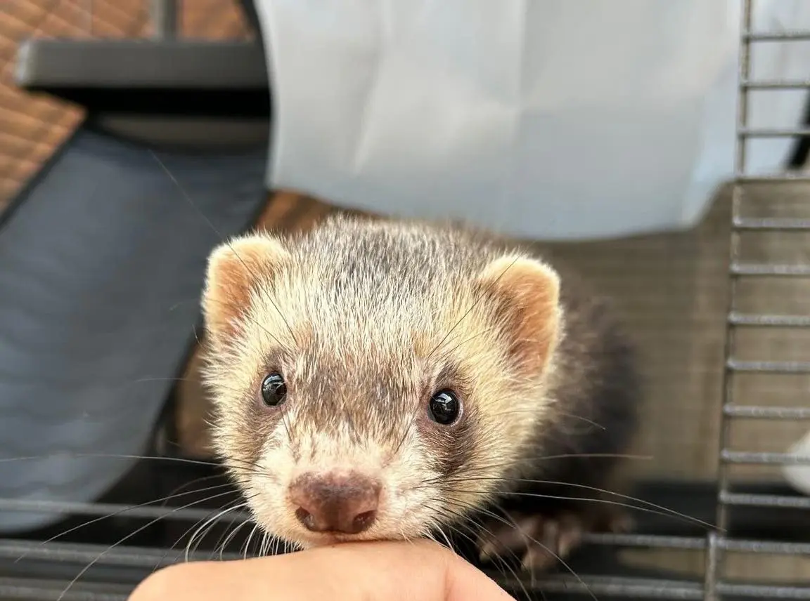 animale lost   24050 Cavernago Killua