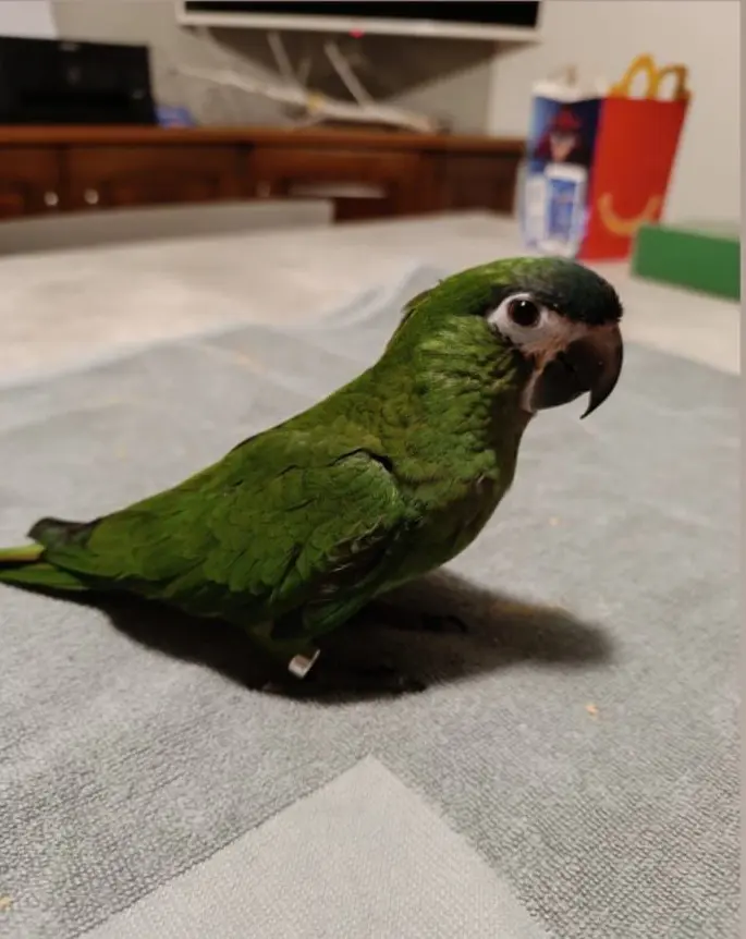 animale lost   25032 Chiari Peter