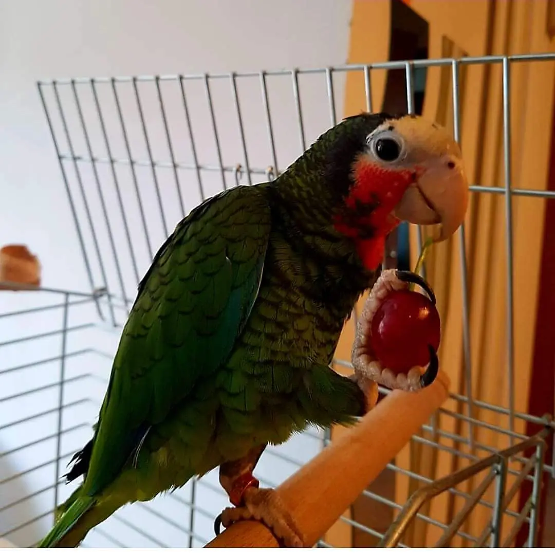 animale lost   47042 Cesenatico Gaspy