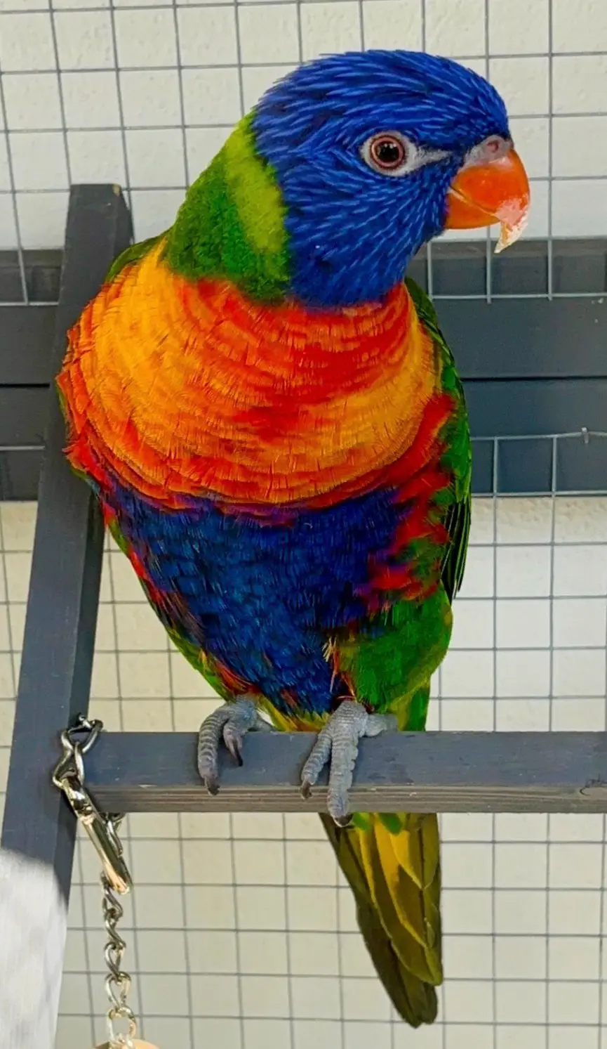 animale lost   44121-44124 Ferrare Lori