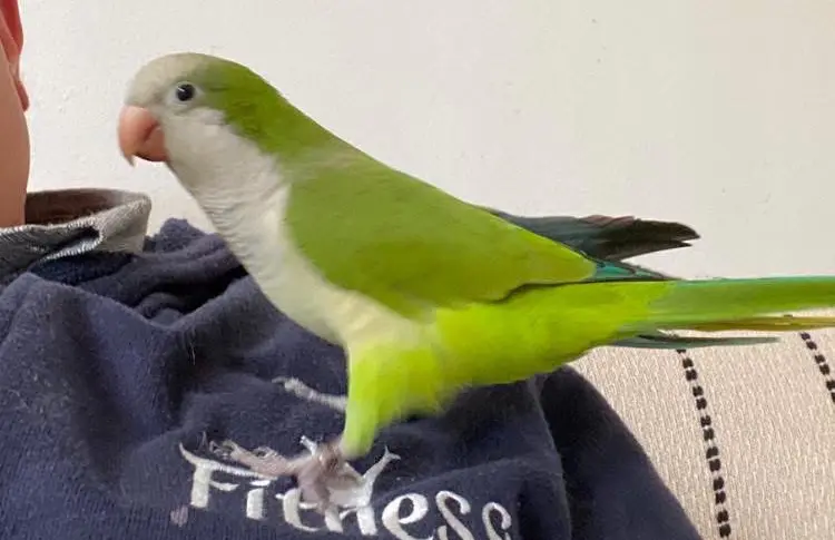 animale lost    Gênes Charly