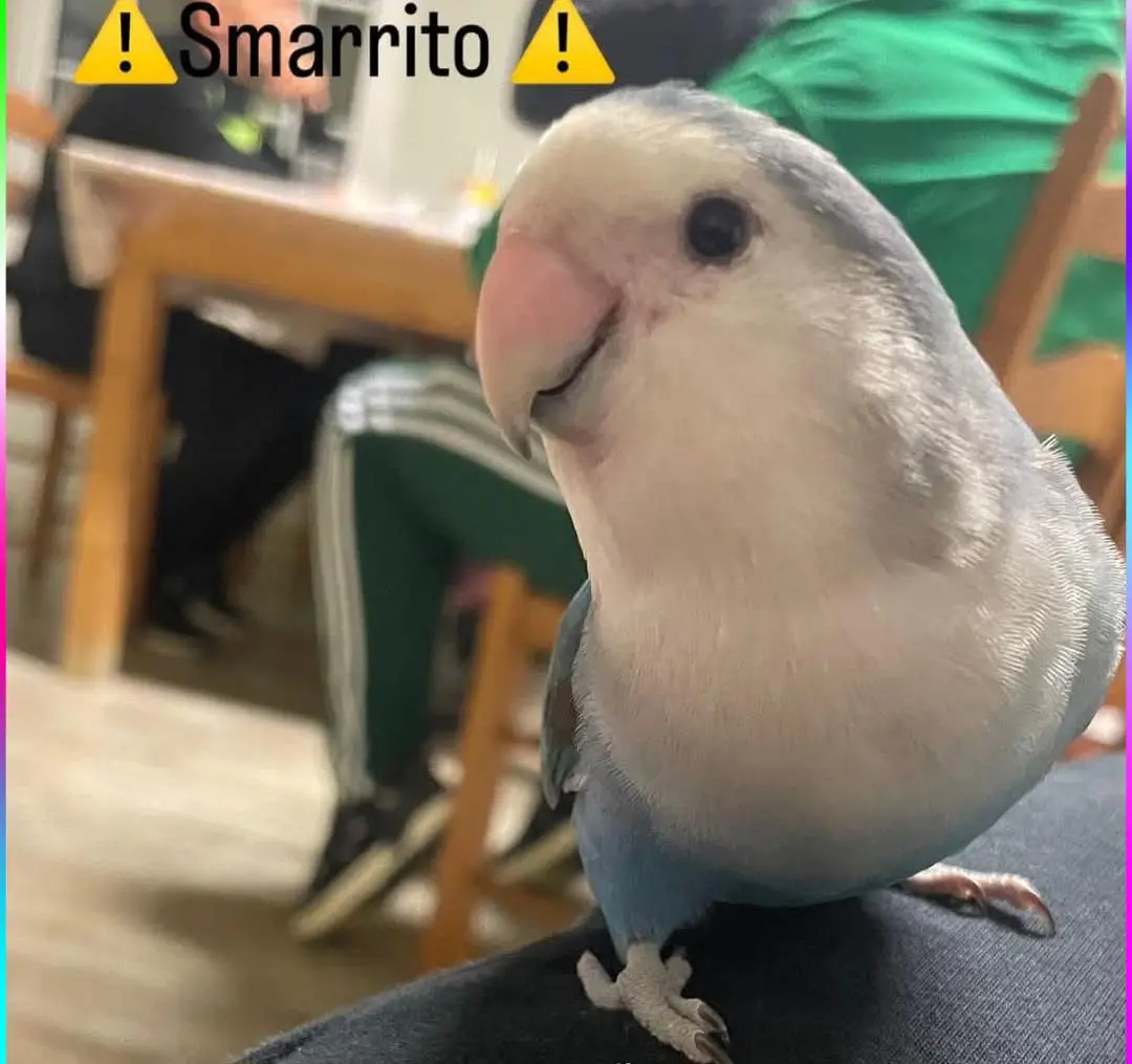 animale lost    Gênes Coco