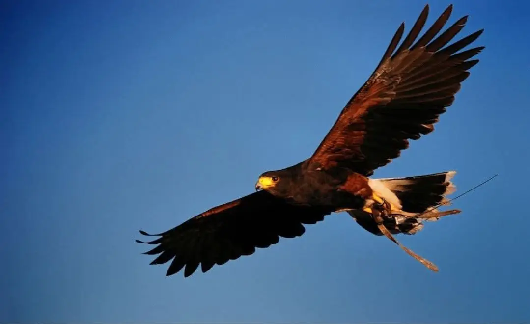 animale lost    Gênes Igor