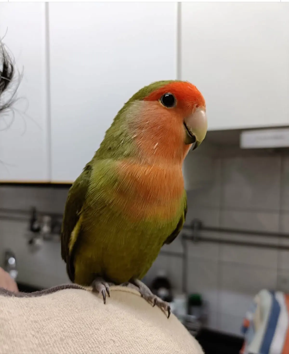 animale lost    Gênes Peppino