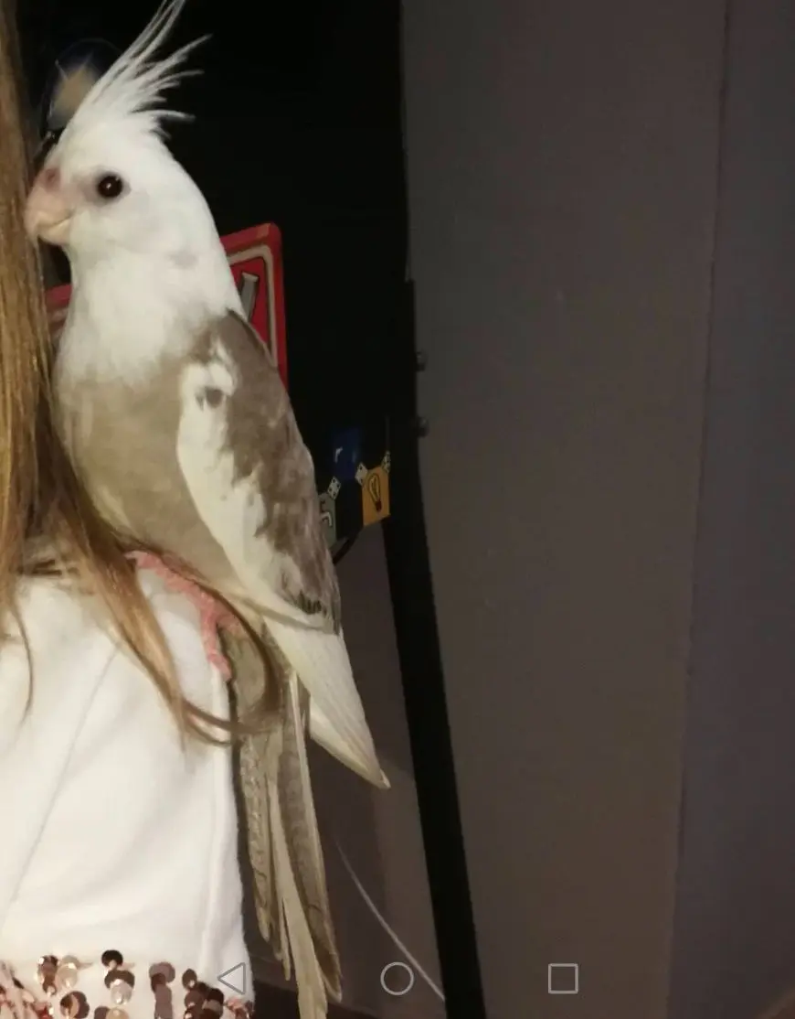 animale lost   34075 San Canzian d'Isonzo Calopsite