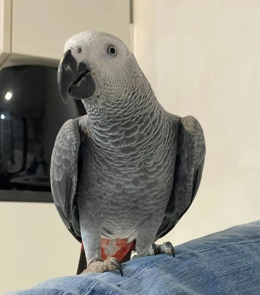 animale lost   20020 Busto Garolfo Aron