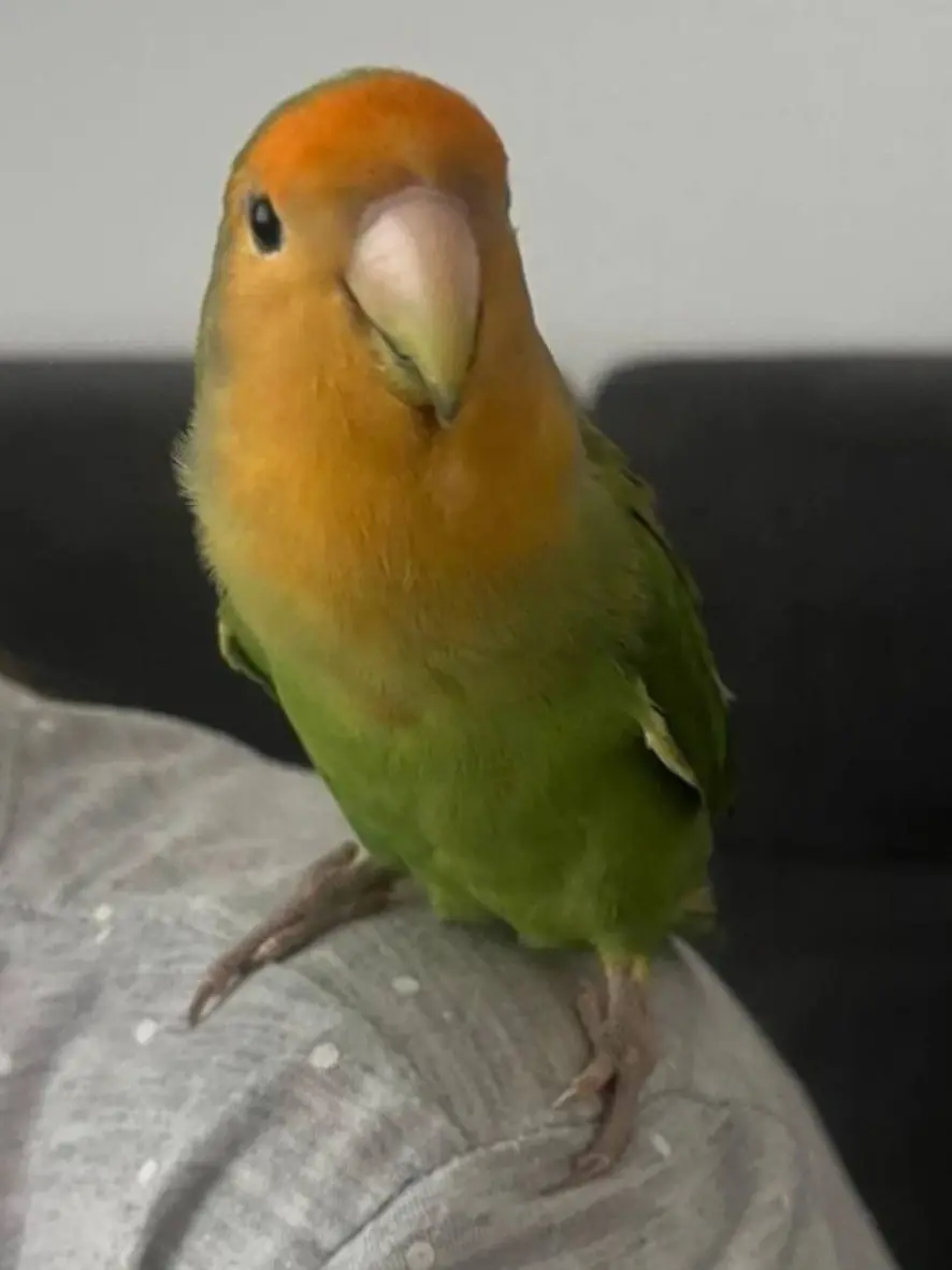 animale lost   20099 Sesto San Giovanni Cesare