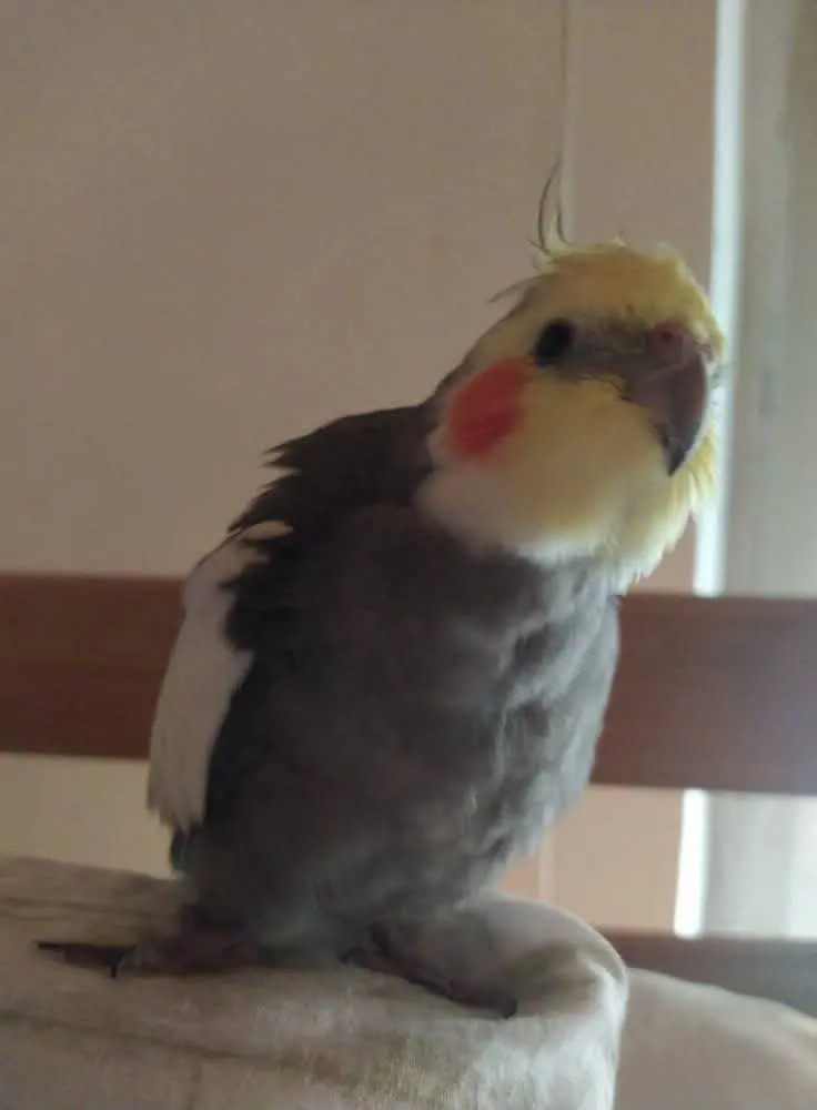 animale lost    Boffalora sopra Ticino Leo