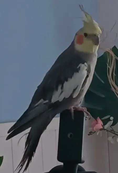 animale lost   20044 Arese Thiago