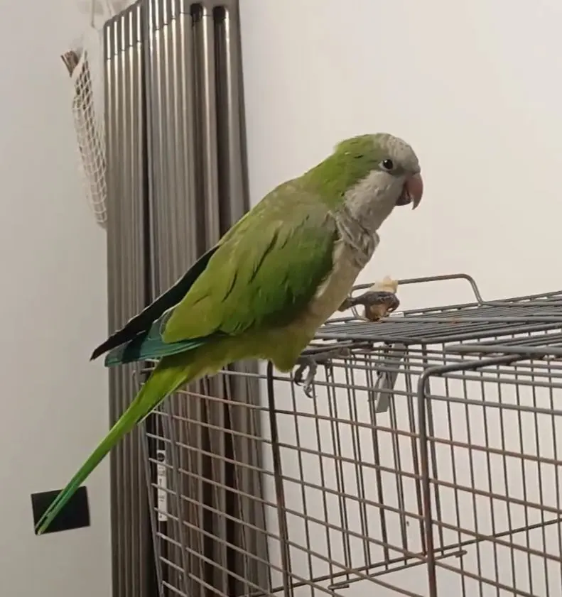 animale lost   80055 Portici Coco