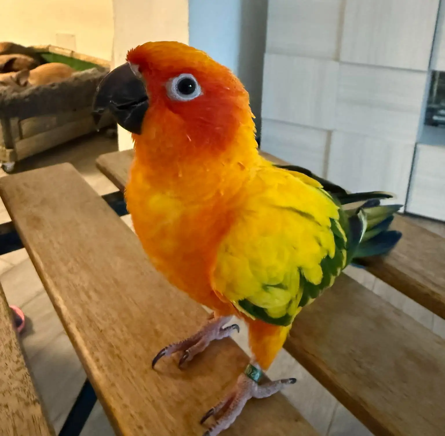 animale lost    Naples Giotto