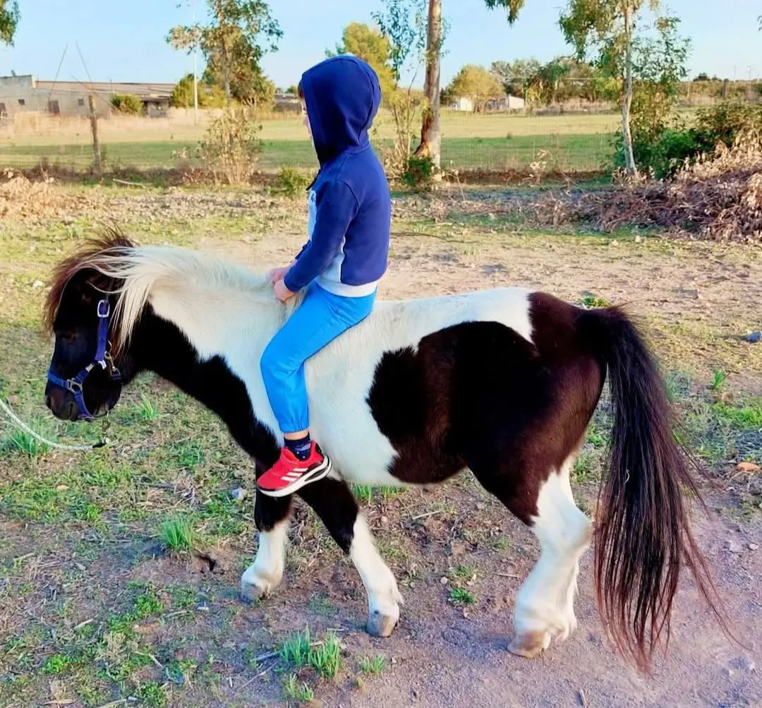 animale lost   09099 Uras Cappuccino