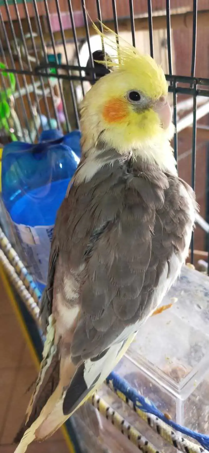 animale lost   09092 Arborea Cocco