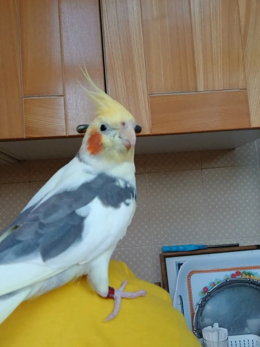 animale lost    Palerme Oscar