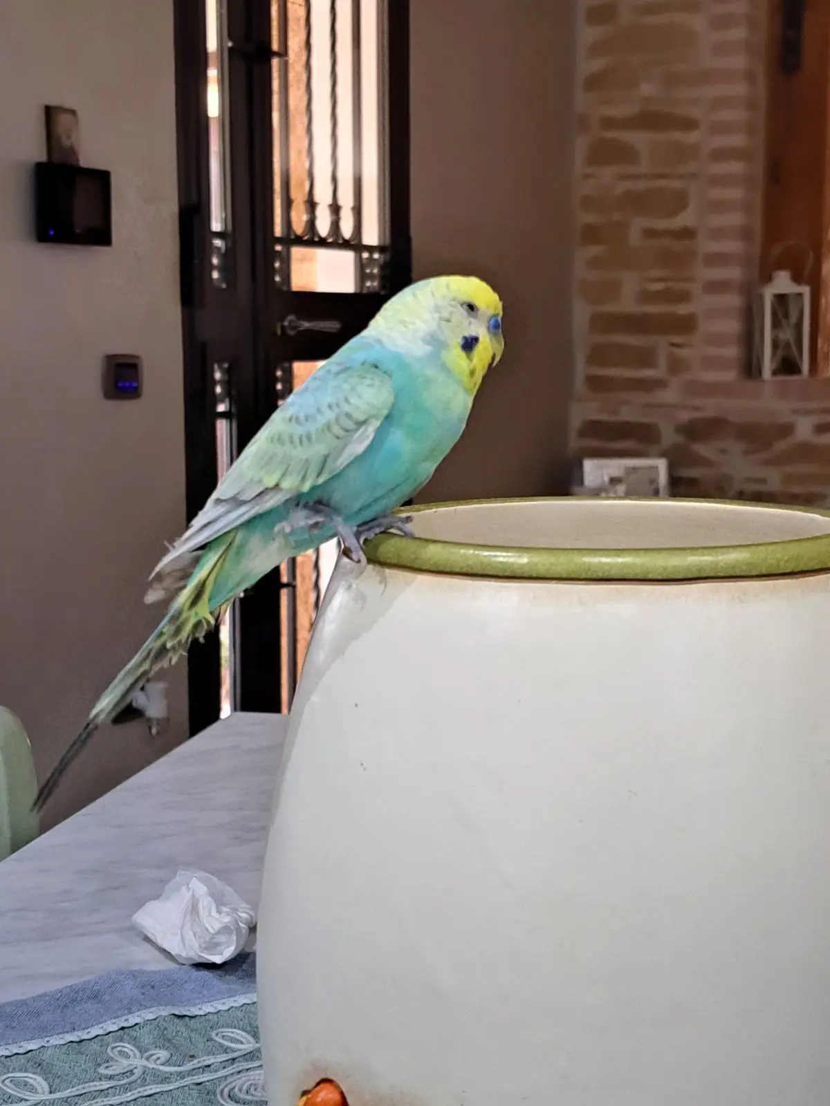 animale lost   90047 Partinico Sky