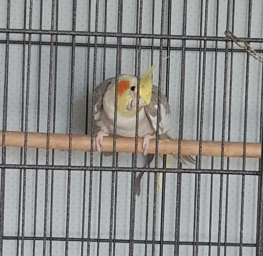 animale lost 34 Via Caduta del Forte 65121 Pescara Raimondo