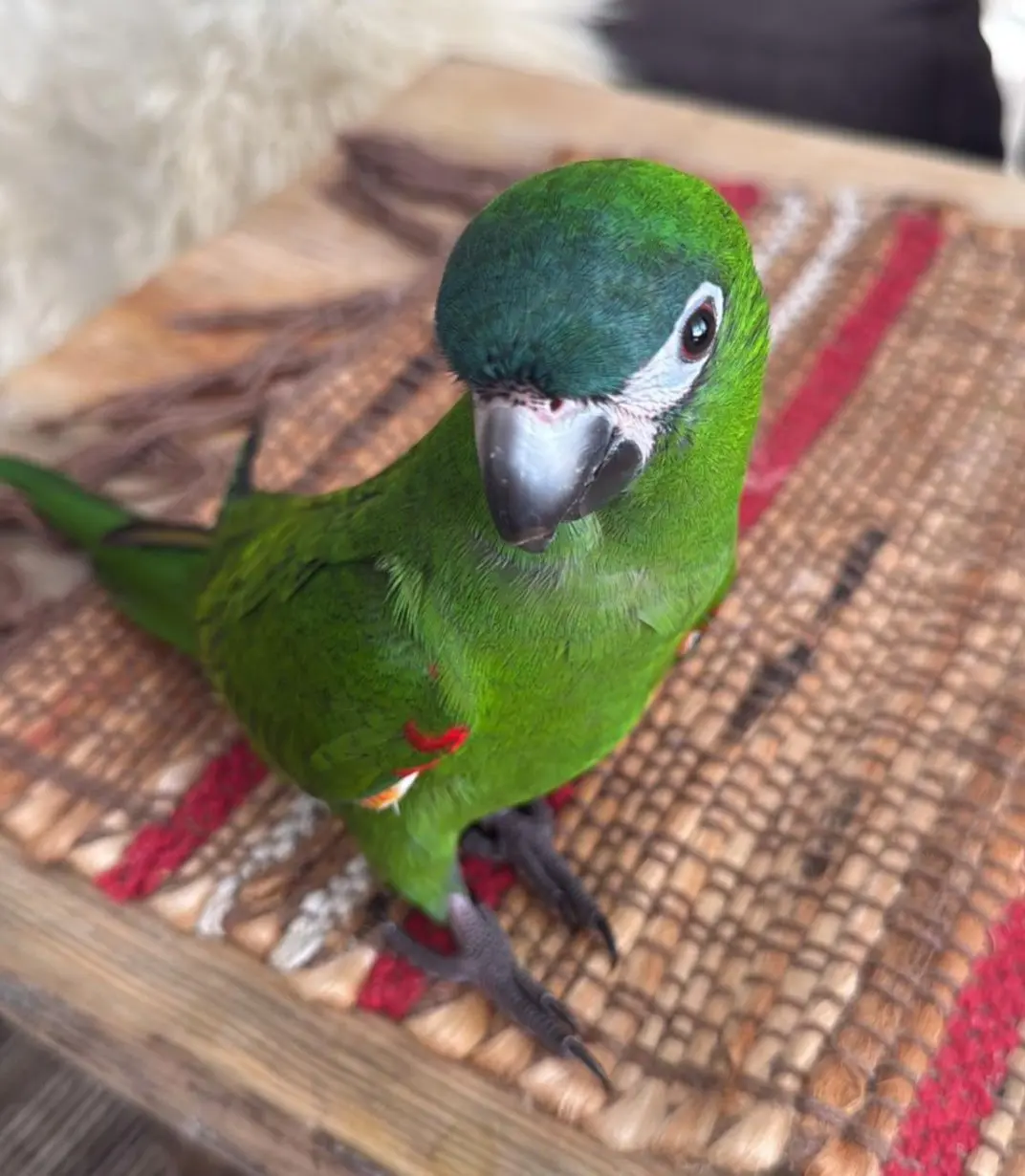 animale lost   33170 Pordenone / Pordenon Raissa