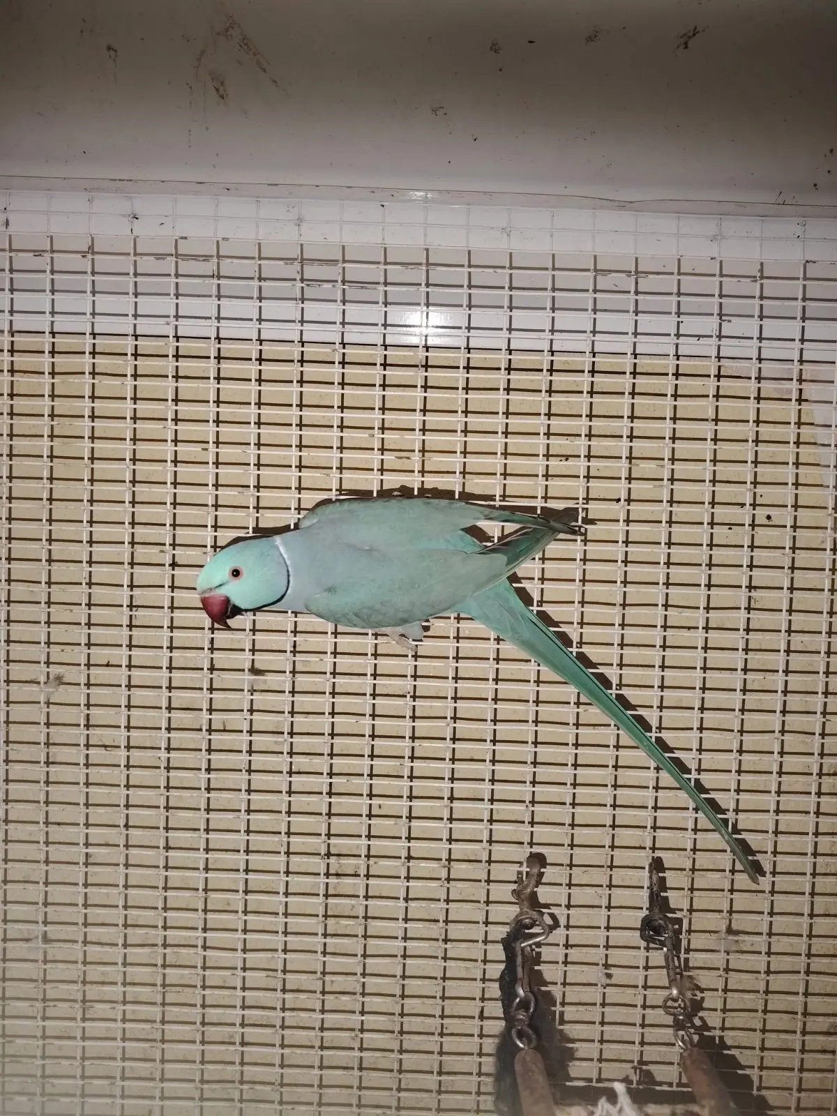 animale lost    Pesaro Blu