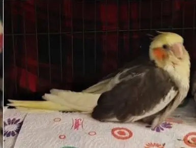 animale lost    Pesaro Horus