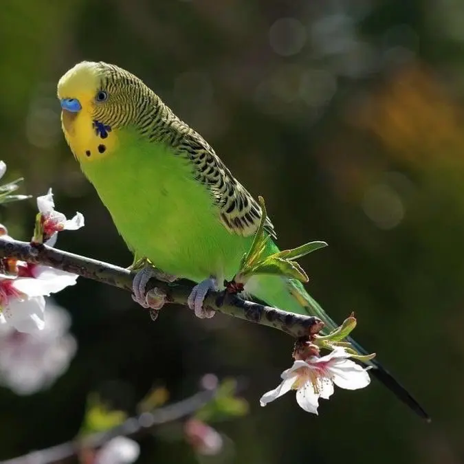 animale lost    Pesaro Kiko