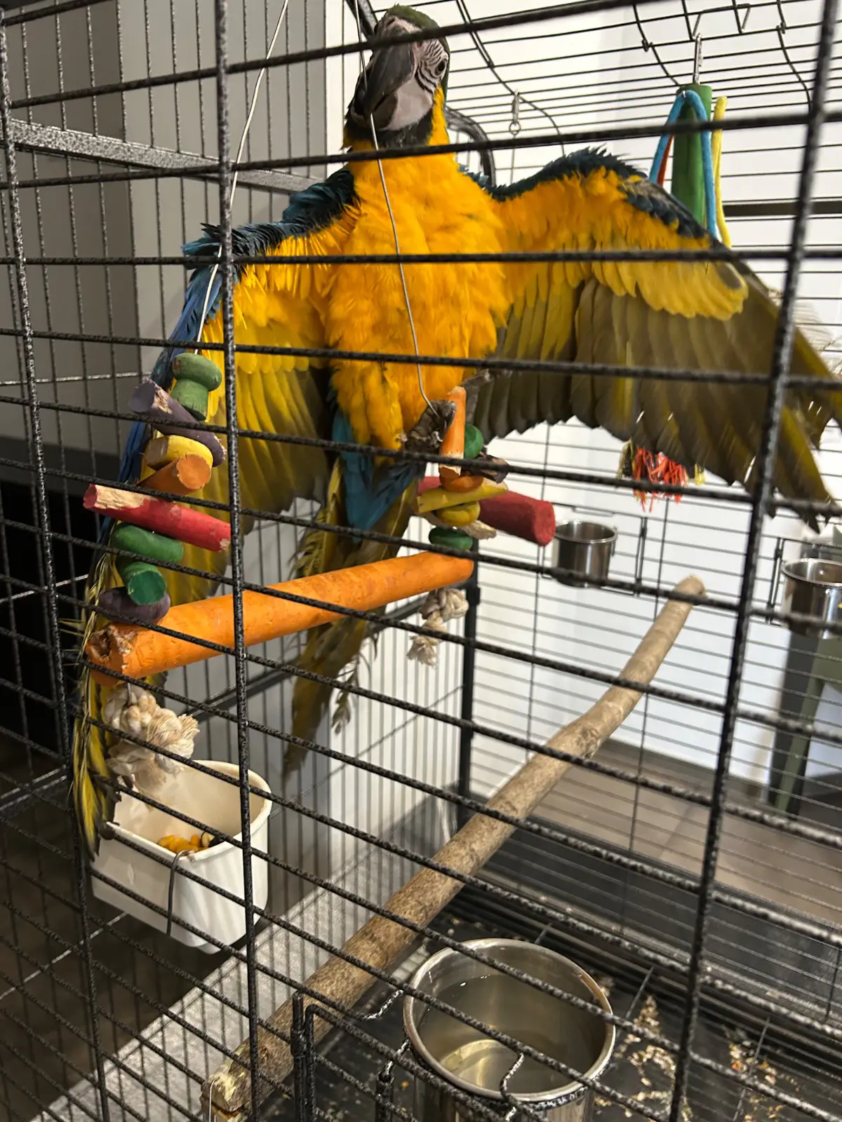 animale lost    Rome Rafiki