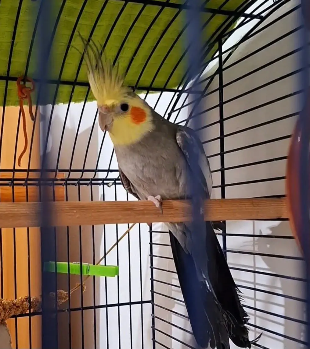 animale lost   09017 Santu Antiogu/Sant'Antioco Peppuccio