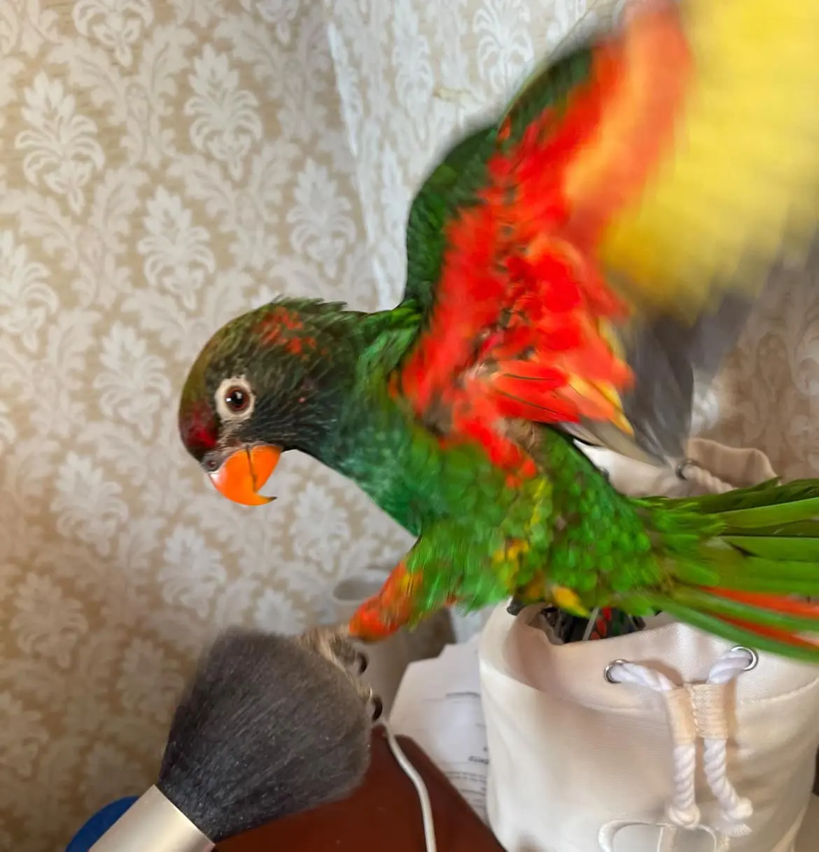 animale lost   05035 Narni Hermès