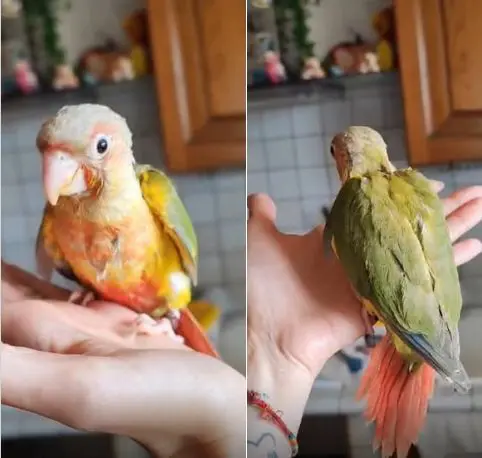 animale lost   05100 Terni Oggi