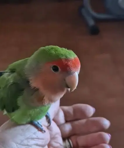 animale lost   05100 Terni Paco