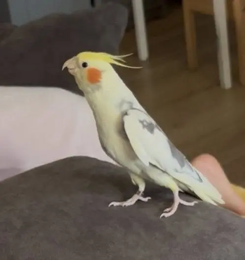 animale lost   05100 Terni Turin