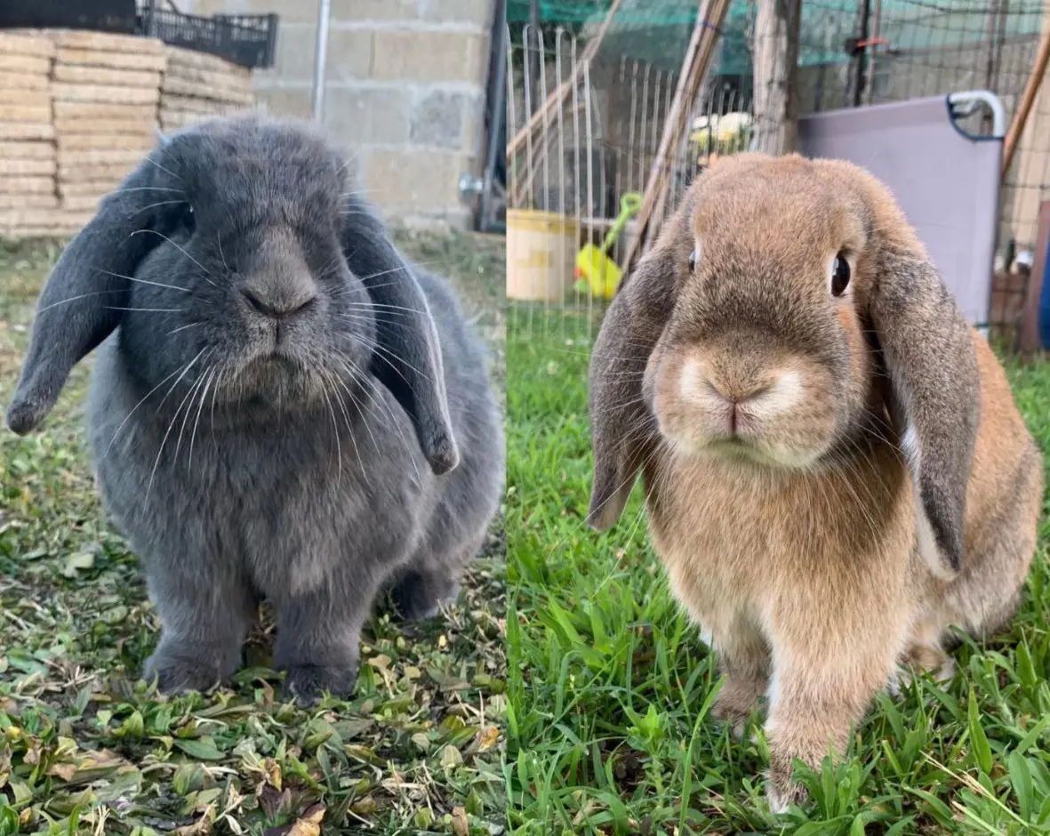 animale lost   33050 Castions di Strada / Cjasteons di Strade Camillo et muffin